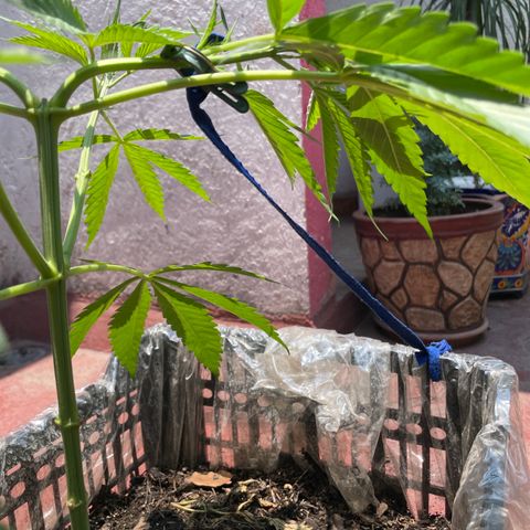Tangie 2 growlog timeline photo