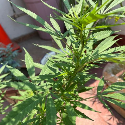 Lemon cake 7 growlog timeline photo
