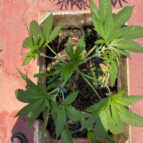 Orange juice  growlog timeline photo