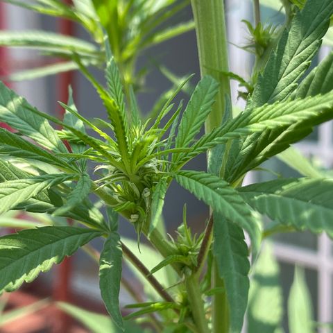 Lemon cake 7 growlog timeline photo
