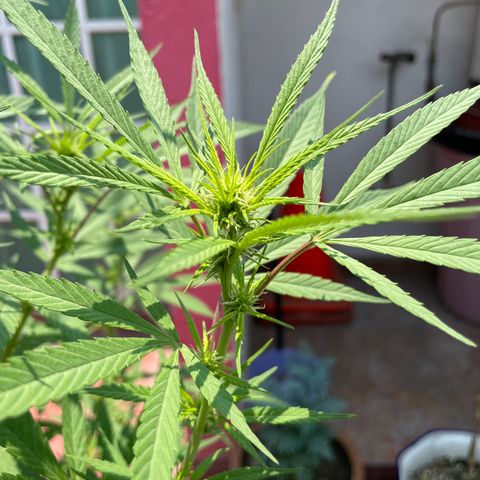 Lemon cake 7 growlog timeline photo
