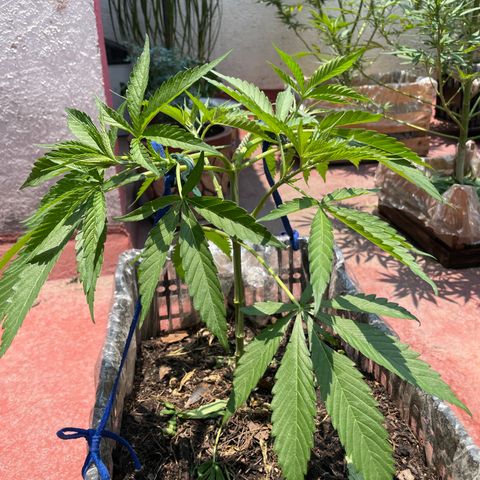 Tangie 2 growlog timeline photo
