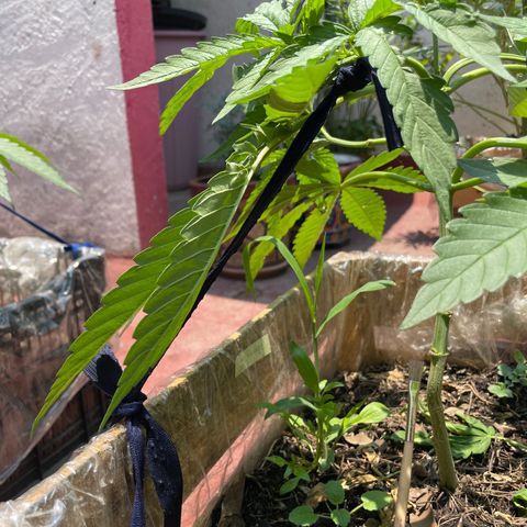 Orange juice  growlog timeline photo