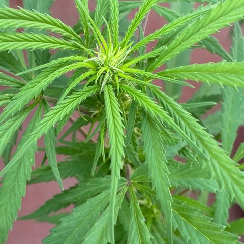 Lemon cake 6 growlog timeline photo