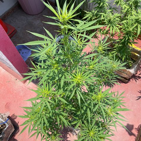Lemon cake 7 growlog timeline photo