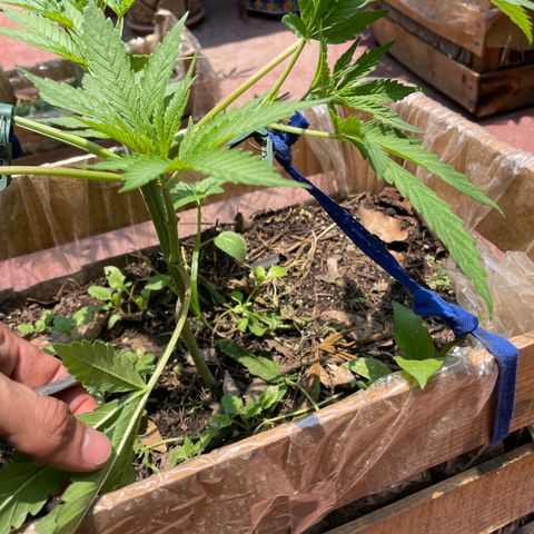 King cake  growlog timeline photo