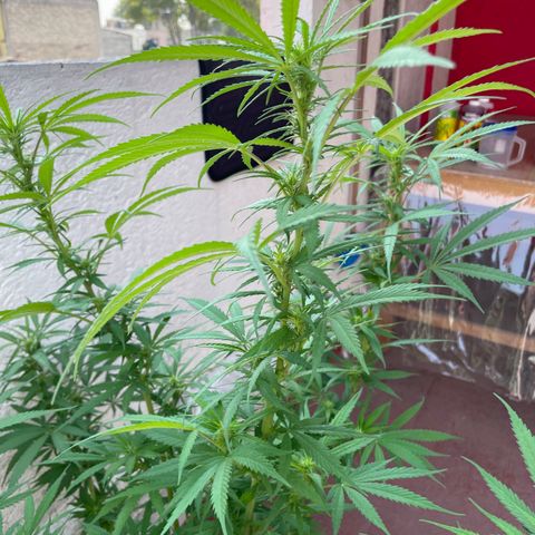 Lemon cake 6 growlog timeline photo