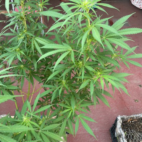Lemon cake 3 growlog timeline photo