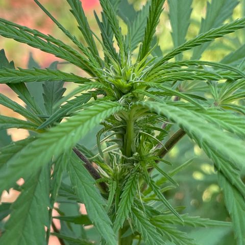 Lemon cake 6 growlog timeline photo