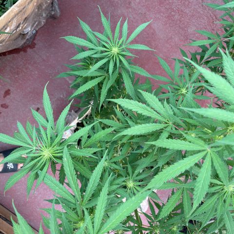 Lemon cake 3 growlog timeline photo