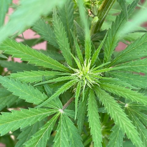 Lemon cake 6 growlog timeline photo