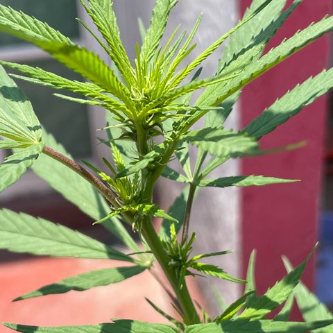 Lemon cake 7 growlog timeline photo
