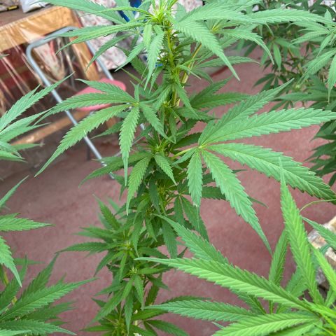 Lemon cake 6 growlog timeline photo