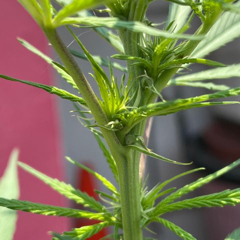 Lemon cake 7 growlog timeline photo