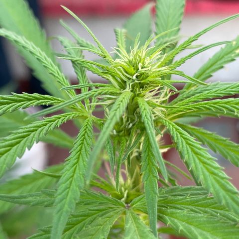 Lemon cake 3 growlog timeline photo