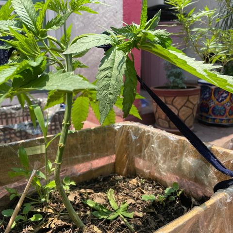 Orange juice  growlog timeline photo