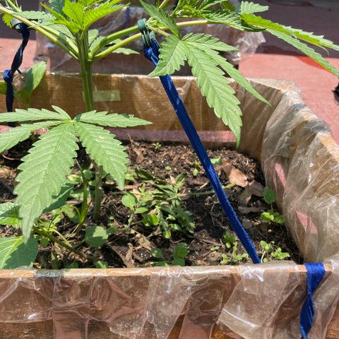 King cake  growlog timeline photo