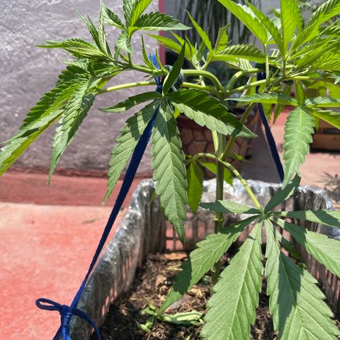 Tangie 2 growlog timeline photo