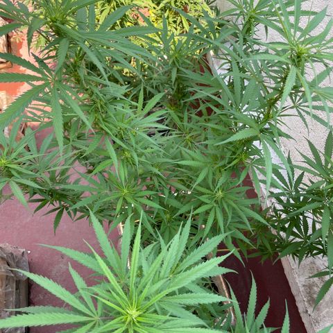 Lemon cake 6 growlog timeline photo
