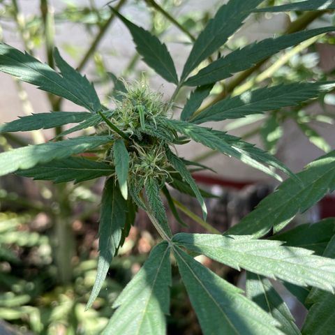 Lemon cake 4 growlog timeline photo