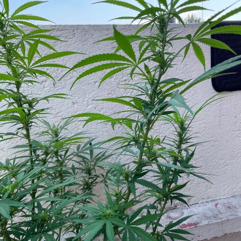 Lemon cake 6 growlog timeline photo