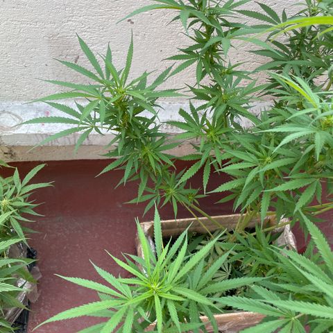 Lemon cake 6 growlog timeline photo