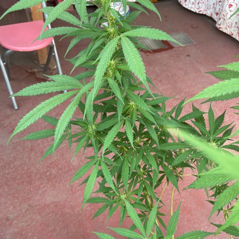 Lemon cake 3 growlog timeline photo