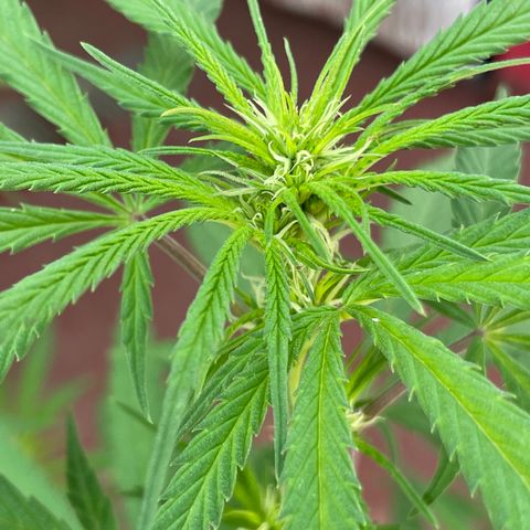 Lemon cake 3 growlog timeline photo
