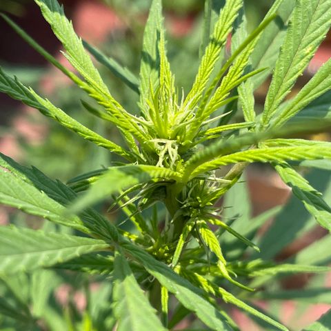 Lemon cake 7 growlog timeline photo