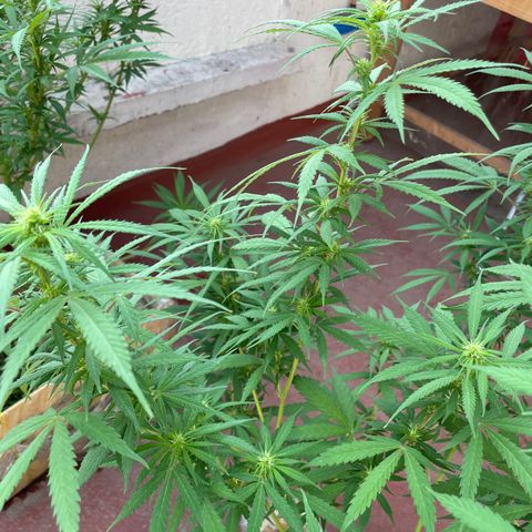 Lemon cake 3 growlog timeline photo