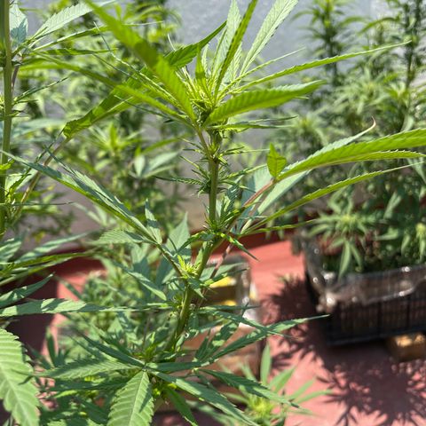 Lemon cake 7 growlog timeline photo