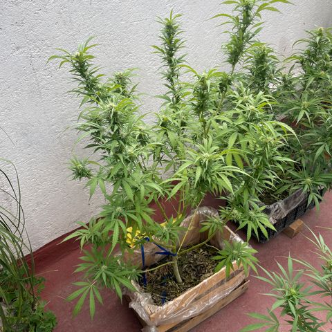 Orange juice(??? growlog timeline photo