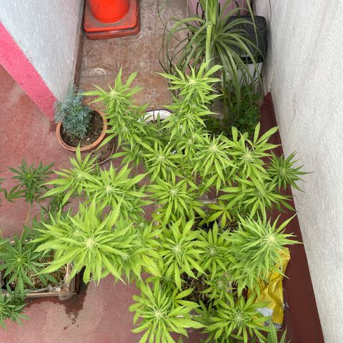 Orange juice(??? growlog timeline photo
