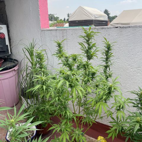 Orange juice(??? growlog timeline photo