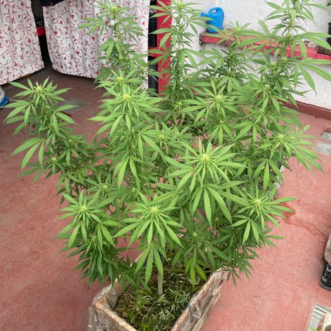 Lemon cake 3 growlog timeline photo