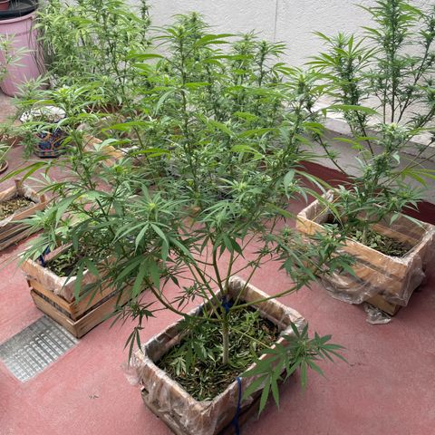 Lemon cake 3 growlog timeline photo