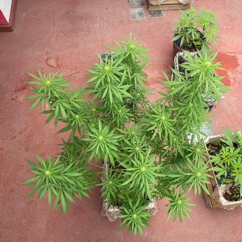 Lemon cake 3 growlog timeline photo