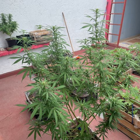 Lemon cake 3 growlog timeline photo