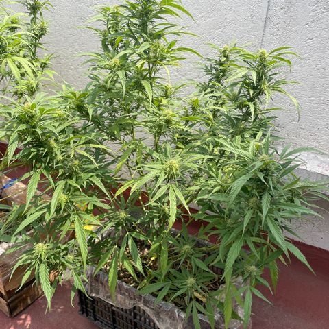 Lemon cake 4 growlog timeline photo
