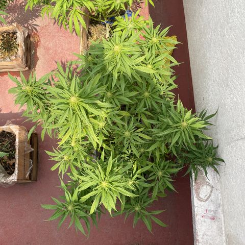 Lemon cake 4 growlog timeline photo