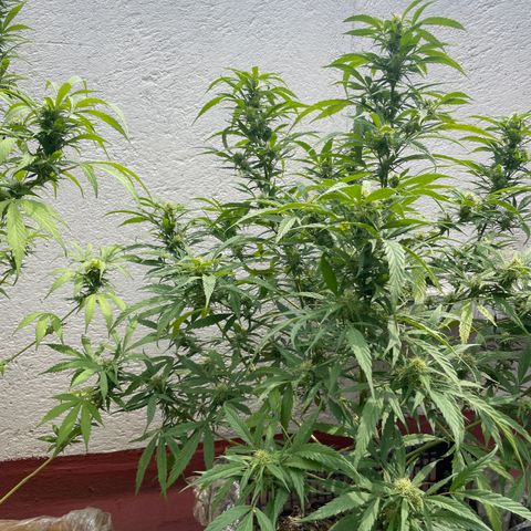 Lemon cake 4 growlog timeline photo