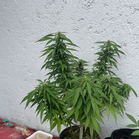 Lemon cake 5 growlog timeline photo