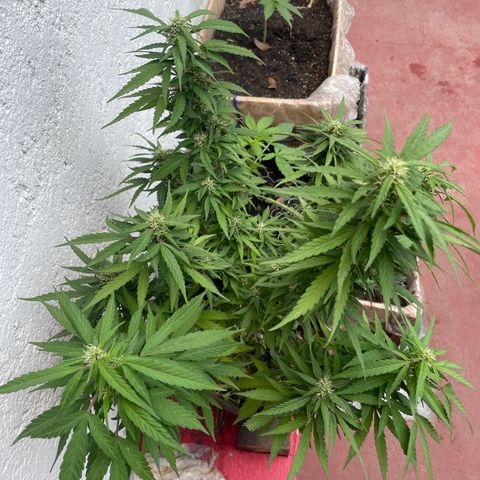 Lemon cake 5 growlog timeline photo
