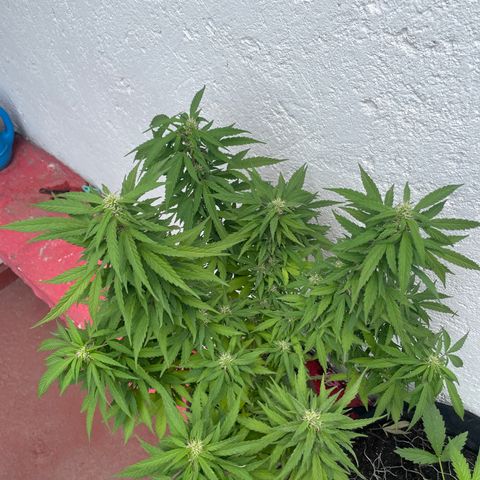 Lemon cake 5 growlog timeline photo