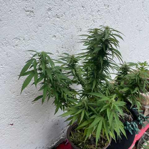 Lemon cake 5 growlog timeline photo