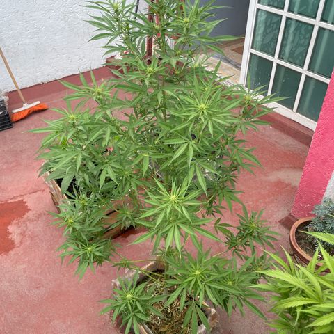 Lemon cake 7 growlog timeline photo