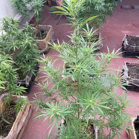Lemon cake 7 growlog timeline photo