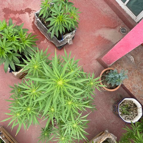 Lemon cake 7 growlog timeline photo