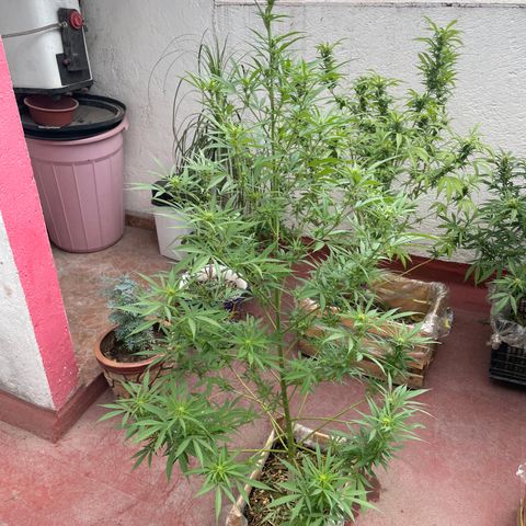 Lemon cake 7 growlog timeline photo