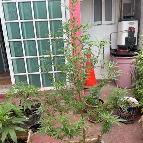 Lemon cake 7 growlog timeline photo